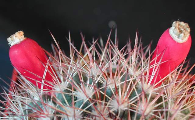 Mammillaria johnstonii (1).jpg